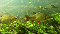 ماهی سرخ&zwnj;باله: Scardinius erythrophthalmus