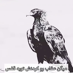 روایتی از عقاب ....