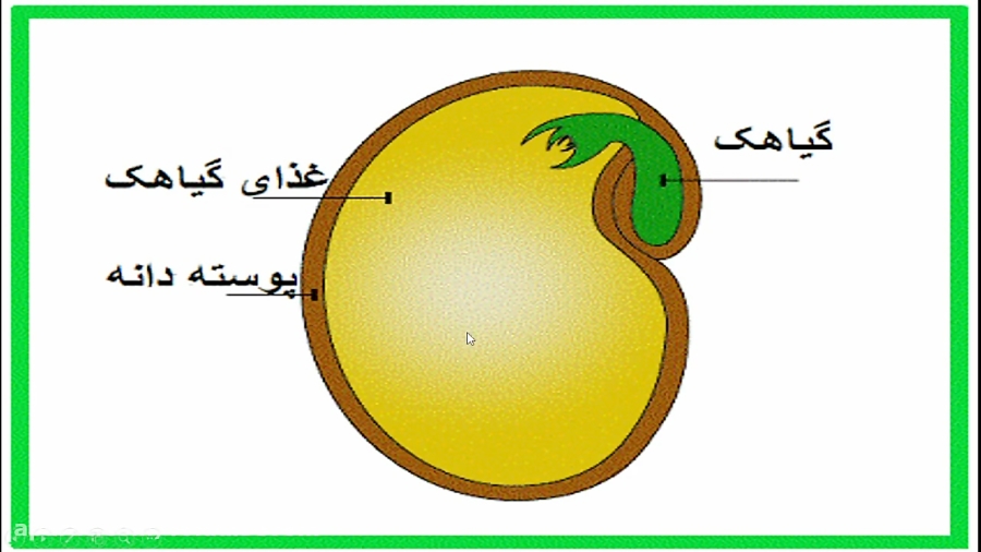 سرگذشت دانه ها علوم پایه دوم ابتدایی