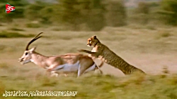 جدال نفس گیر مرگ و زندگی و فرج...