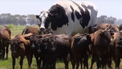 غول پیکر ترین حیوانات روی کره...