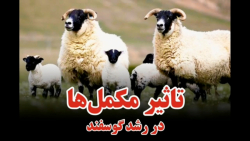 تاثیر مکمل ها در رشد گوسفند