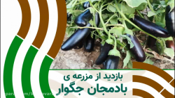بازدید از مزرعه ی بادمجان محبوب جگوار