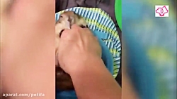 حیوانات خانگی بامزه