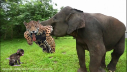 حمله یوزپلنگ به فیل غول پیکر!