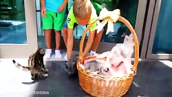 ولاد و نیکیتا بازی با گربه ها...