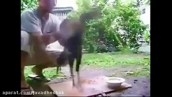 تمرین دادن خروس لاری دنبال کنی...