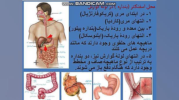 دستگاه گوارش منافذ باز پوست