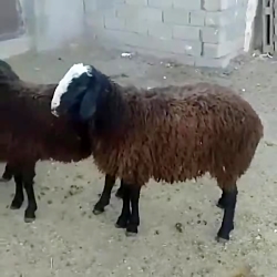 فروش گوسفند شال صددرصد خلوص