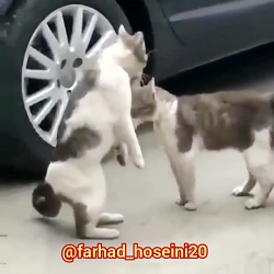 کلیپ طنز دعوای خانوادگی گربه ه...