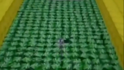 این گربهه منم