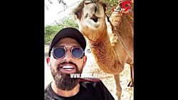 حرکت زشت محسن افشانی با شتر