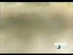 مبارزه مار و پلنگ