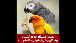 بهترین دستگاه جوجه کشی از پرندگان زینتی