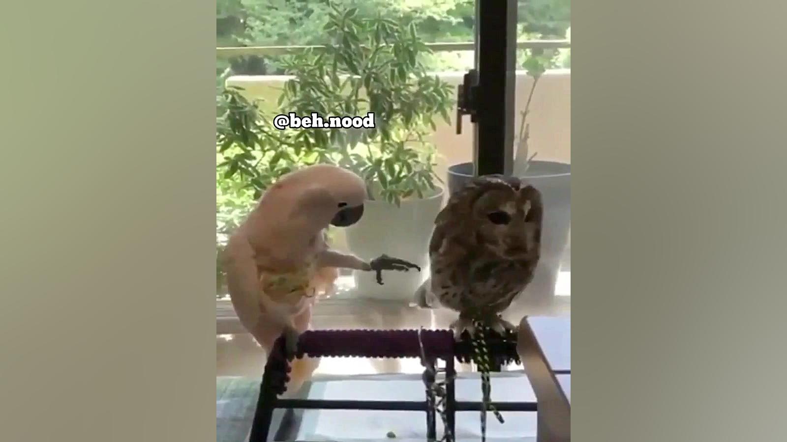 طوطی وجغد صدا گذاری عالی ساناز محمدی