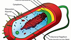 همانند سازی DNA پروکاریوت ها