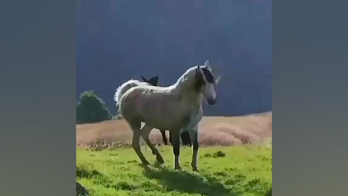 چه عشوه میاد اسبه ساناز محمدی