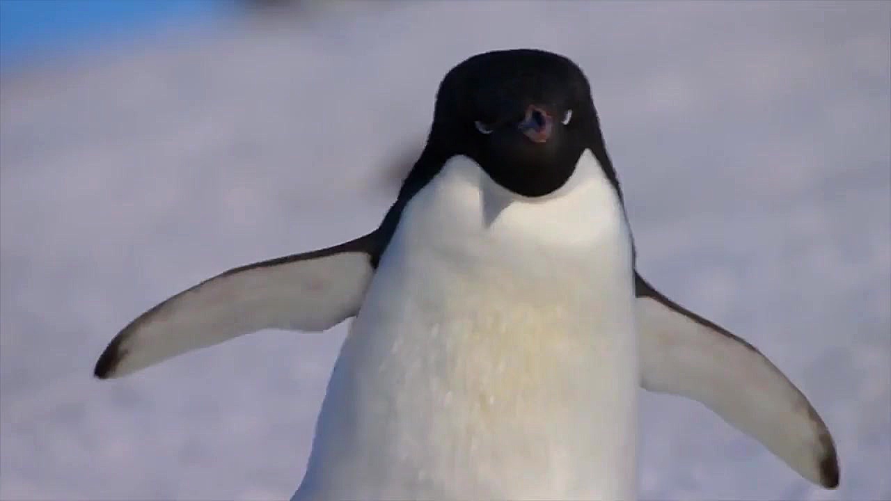 مستند جالب پنگوئن ها (penguins 2019) زمان4563ثانیه