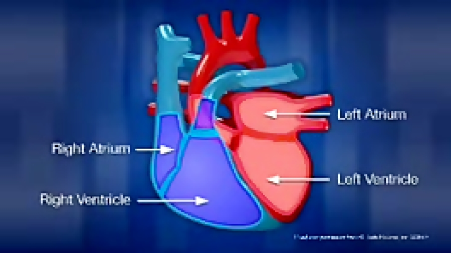 heart anatomy