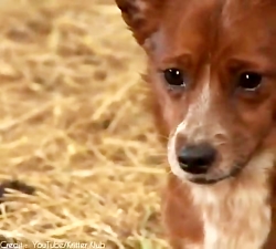 بله حیوانات احساسات دارن اونم...