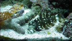 زمرّدماهی صخره جنبان: Novaculichthys taeniourus
