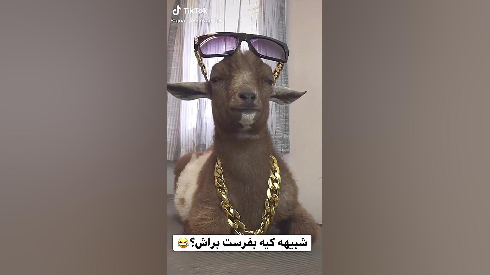 این حاجی خیلی گنگش بالاس ساناز محمدی