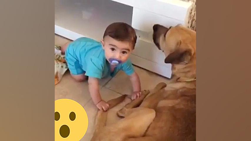 سگه بچه رو دندون گرفتتتت ساناز محمدی