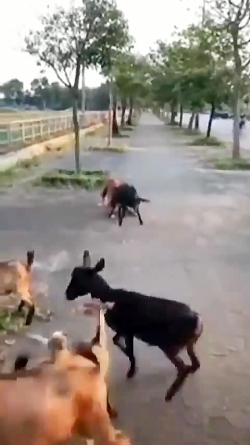 حمله سگ به گوسفند جلوی صاحبش !!!