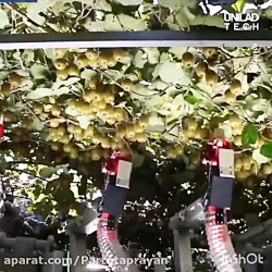 برداشت كيوي با ربات