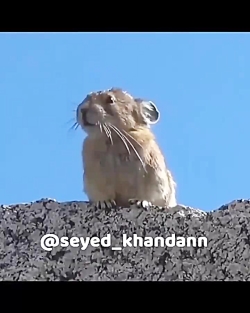 ته ته خندس من از صبح تا شب خند...