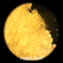 اجسام مختلف زیر میکروسکوپ