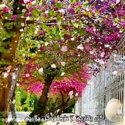 اهنگ همایون شجریان