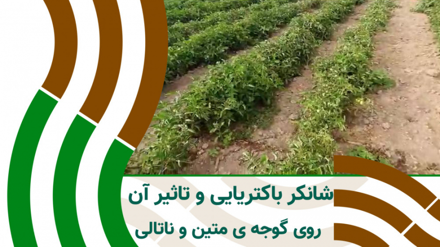 بیماری شانکر باکتریایی در گوجه فرنگی متین و ناتالی کاشت ریش