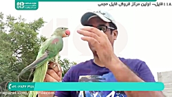 آموزش تربیت طوطی | تربیت طوطی برزیلی | اهلی کردن طوطی ( حرف زدن طوطی )
