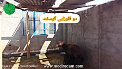 دوقلوزایی در گوسفند افشار - مشاوره در واتساپ 3211 373 0919