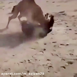 کشتی شتر با اسب