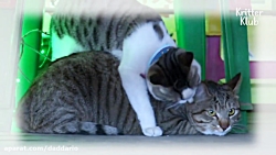 دوستی و محبت جالب دو گربه