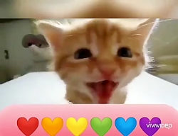 موزیک میراکس به سبک گربه