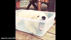 بامزه ترین حیوان های خانگی