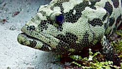 ماهی هامور استتار: Epinephelus...