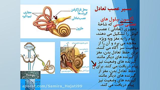 حس تعادل, حس بویایی و حس چشایی لیلا حاتمی