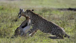 شکار آهو توسط پلنگ وحشی