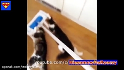 گربه ته خنده