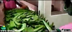کارخانه تولید نوشیدنی و شربت آ...