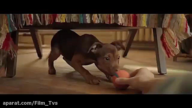 تریلر فیلم مسیر یک سگ به خانه (a dog way home) منتشر شد! زمان159ثانیه