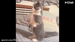 کلیپ گربه طوری | حیوانات خانگی...