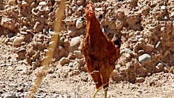 سکانس خنده دار مرغ گرفتن بهتاش...