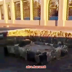 در سوگ امام حسن مجتبی(ع) کریم...