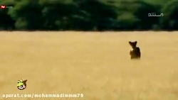 حیوانات(راز بقا)  بزرگترین شکا...