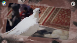 شهادت امام رضا (ع)